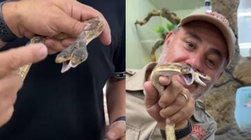 Viral Video: Rare Two-Headed Snake Video Goes Viral from Zoo Enclosure [WATCH] NTI