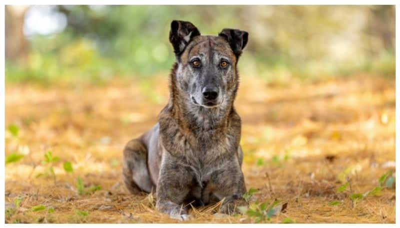 study says 30000 years ago early humans cooked food and gave it to dogs 