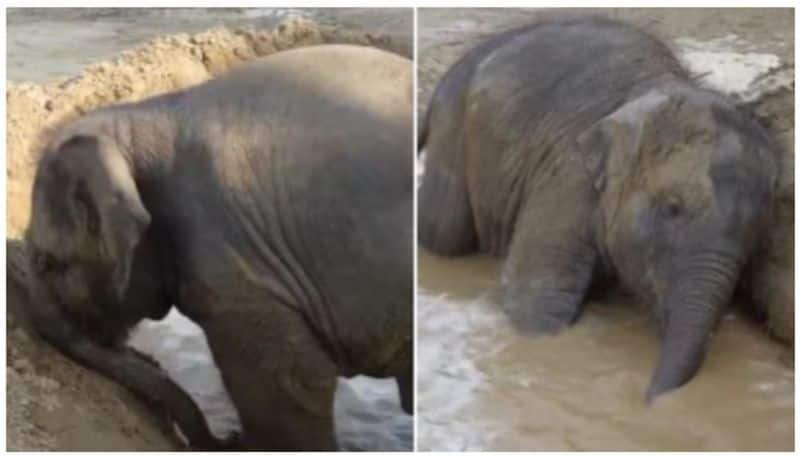 rescued baby elephant bani enjoys pool time at Mathura hospital