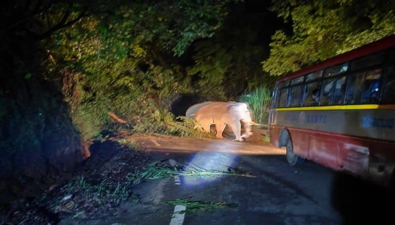 Elephant Came Across KSRTC Bus at Charmadi Ghat in Chikkamagaluru grg 