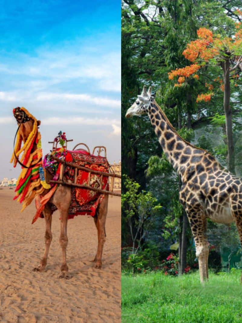 Giraffe to Camel: 6 Animals with the Longest Pregnancies NTI