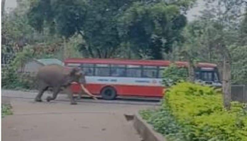 People are Anxious due to Elephant Visible in Biligirirangana Hills in Chamarajnagara grg 