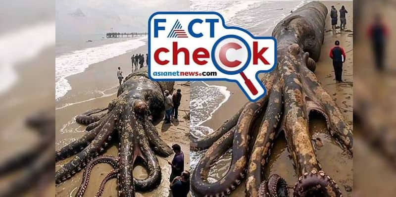 Fact Check Truth of Giant Octopus spotted in Bali Indonesia