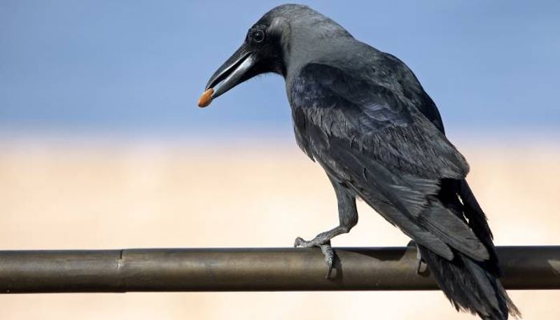 Kenya vows to kill millions of indian crows this year 