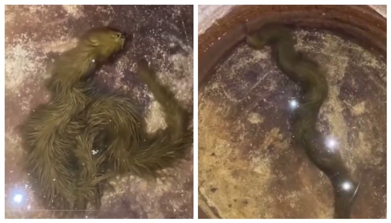 Social media shocked to see viral video of snake catching moss 