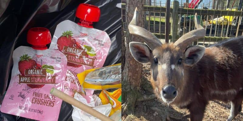 rare antelope chokes to death on plastic cap at zoo 