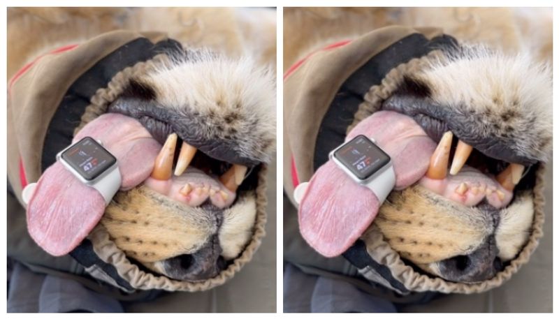 Video of Apple smart Watch measuring lions heart rate goes viral 