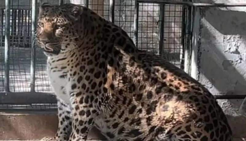 zoo stop diet for over weight leopard because of age 