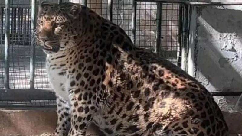 over weight leopard