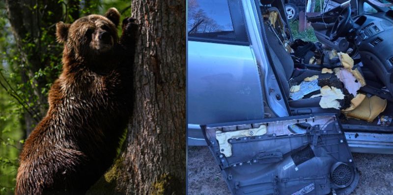 Bear destroys cars interior after breaking into vehicle and then takes nap in ontario 