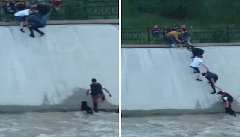 people rescuing dog from reservoir viral video 