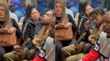 Man seen carrying live snakes inside metro prompts online discussion [WATCH] NTI