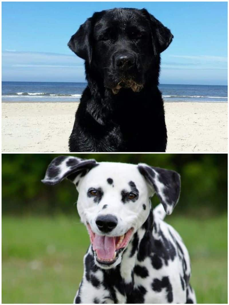 Labrador to Dalmatian: 7 Most playful dog breeds in India RTM EAI 