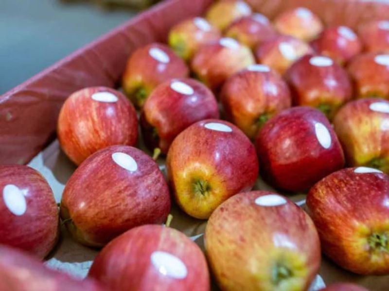 Health Tips Tamil : Why Some Apples Are Sold With Stickers And What It Signifies Rya