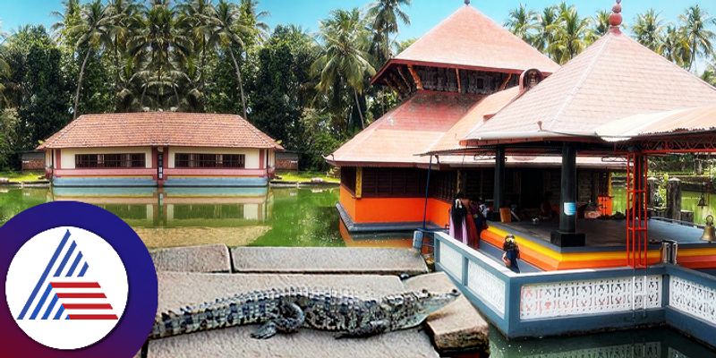 crocodile found garbhagudi at Ananthapura Lake Temple in Kasaragod  gow