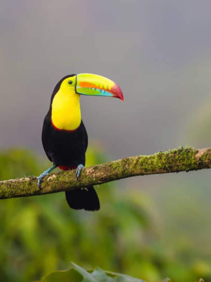 The World's 6 Most Colorful Birds NTI