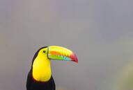 The World's 6 Most Colorful Birds NTI