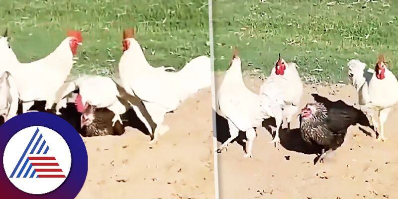 Chicken And Rooster Video Goes Viral roo