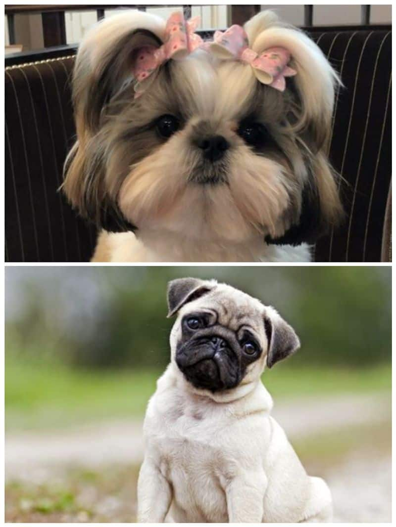 Shih Tzu to Pug: 7 Cutest dog breeds in India RTM EAI