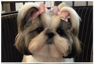 Shih Tzu to Pug: 7 Cutest dog breeds in India RTM EAI