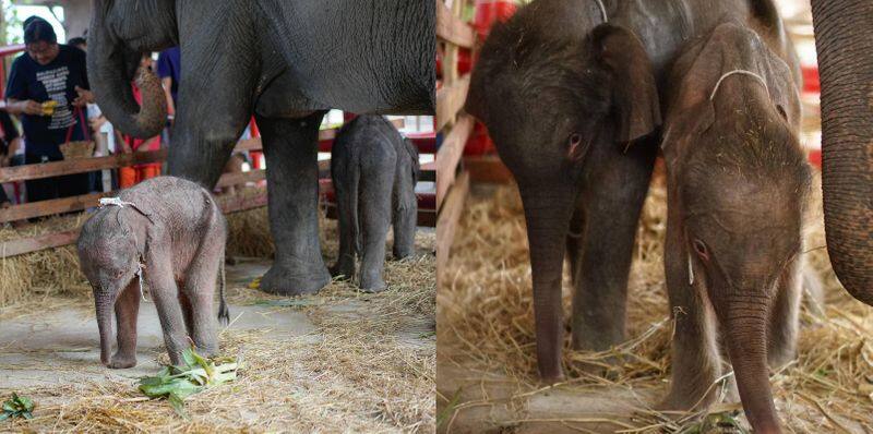 Asian elephant in central Thailand has given birth to a rare set of twins