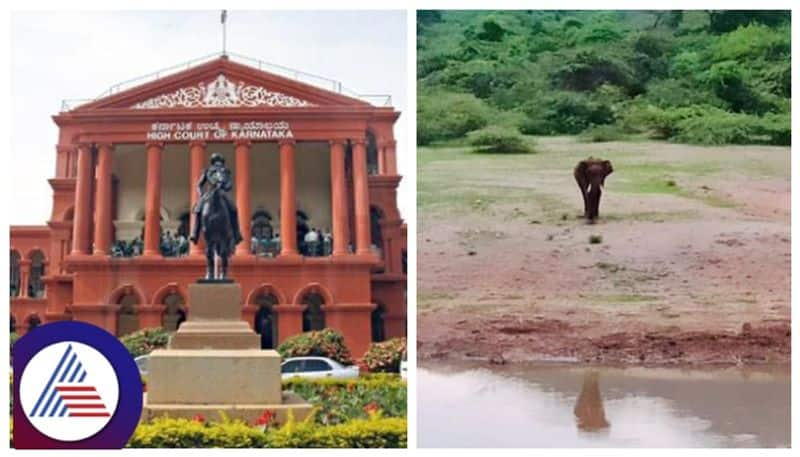 Karnataka High Court takes up suo motu PIL on electrocution of wild elephants gow