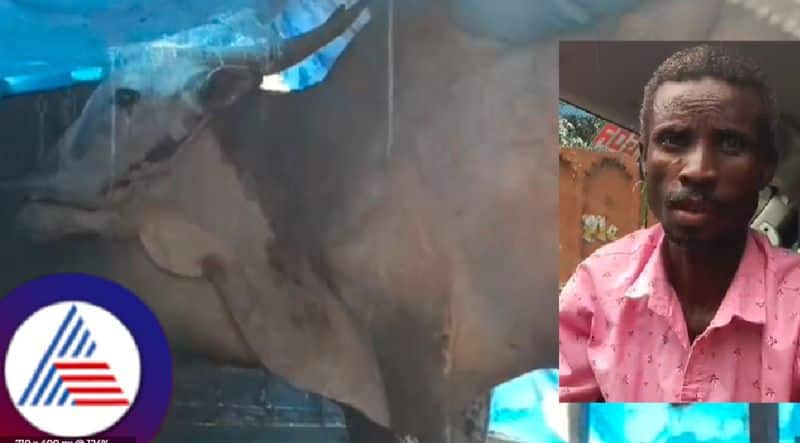 attempt to smuggle cattle illegally in haliyala uttara kannada district accused arrested rav