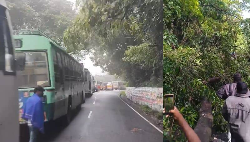 Heay rain near coonoor giant tree fell on road makes traffic jam in mettupalayam coonoor road ans