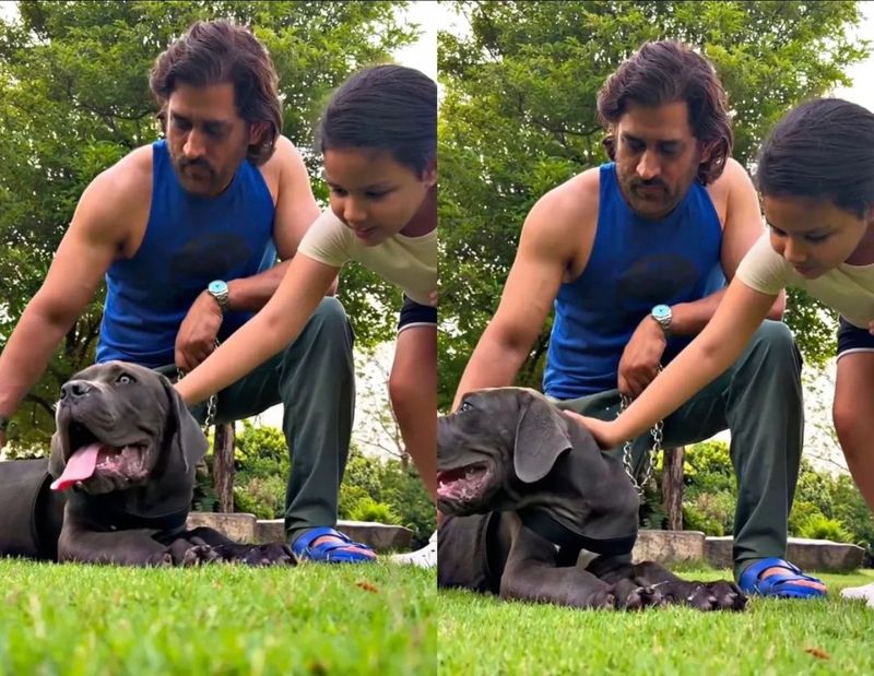 MS Dhoni and his Daughter enjoying time at his farm house with Pet Dogs rsk