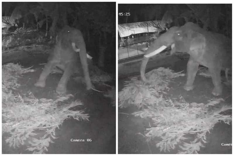 thrissur earthquake today elephant suddenly wake up cctv visuals out vel