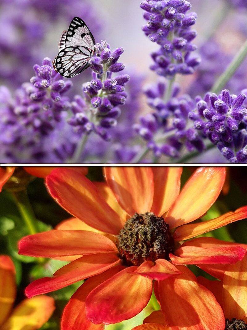 Milkweed to Lavender: 7 flowers that attract butterflies ATG