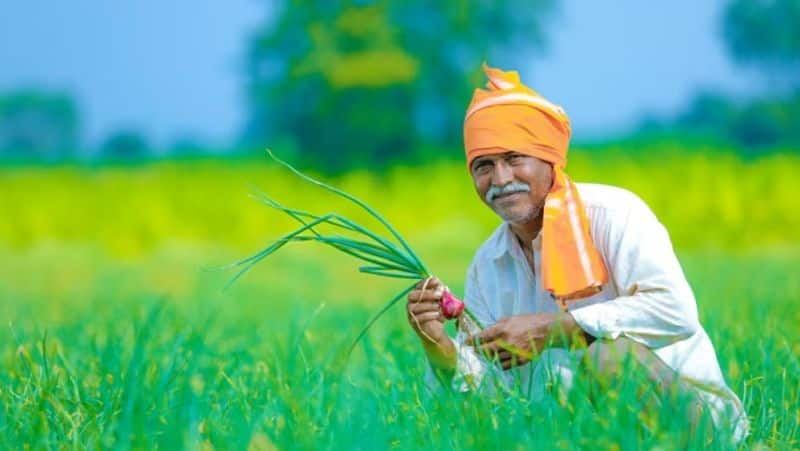 Kharif crop MSP rate Modi 3.0 government may hike MSP for Kharif crops by up to 10% say sources XSMN