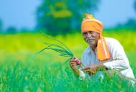 Kharif crop MSP rate Modi 3.0 government may hike MSP for Kharif crops by up to 10% say sources XSMN