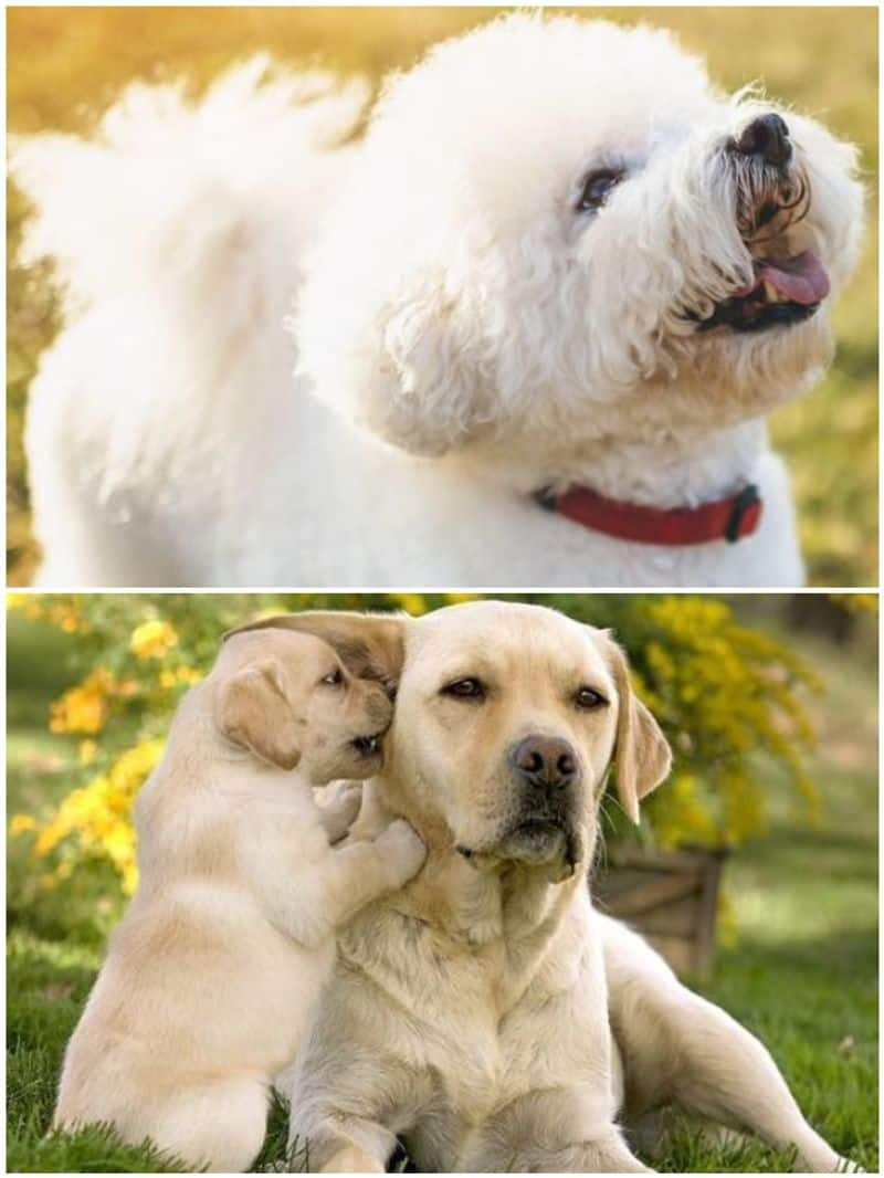 Labrador to Bichon Frise: Most cuddliest dog breeds in India RTM EAI