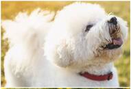 Labrador to Bichon Frise: Most cuddliest dog breeds in India RTM EAI