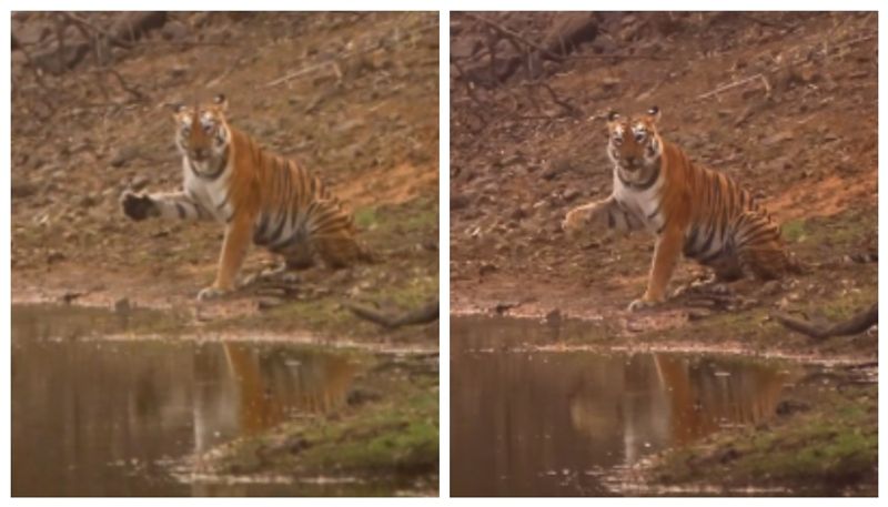 Video of tiger waving at visitors goes viral on social media 