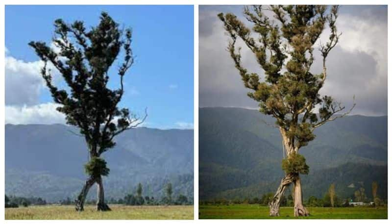 This years tree award in New Zealand for the 105 foot tall walking tree