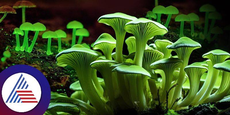 A rare mushroom that emits green color like radium and glowing at night was discovered in Kasaragods Ranipuram Forest akb