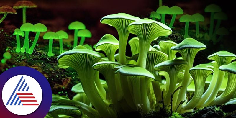 A rare mushroom that emits green color like radium and glowing at night was discovered in Kasaragods Ranipuram Forest akb