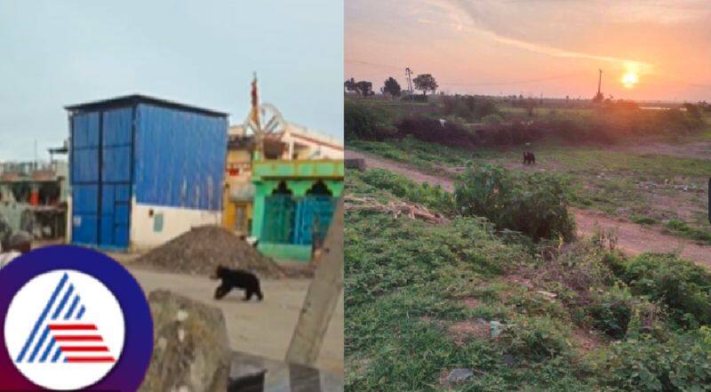 Bears seen in Devasamudra village in kampli taluku rav