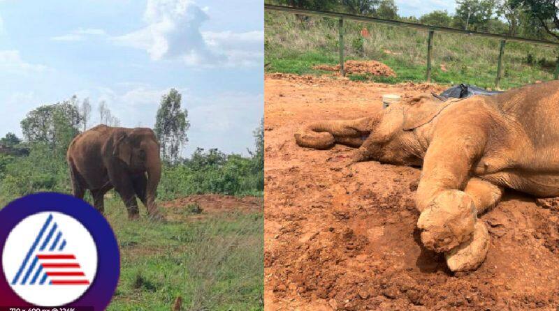 elephant named Gangashree died at Khajikallahalli Elephant Rehabilitation Centre at kolar rav