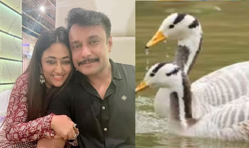 Illegal duck rearing case against Darshan Quick charge sheet gvd