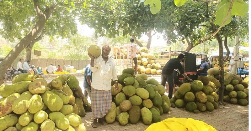 Jackfruit expensive: Growers happy snr