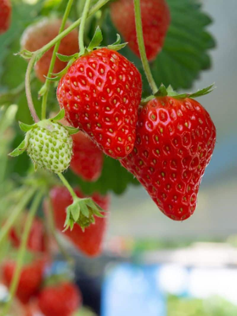 strawberry-health-benefits