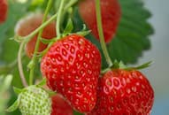 strawberry-health-benefits