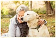 Labrador to Dalmatian: Top 7 dog breeds in India perfect for elders RTM EAI 