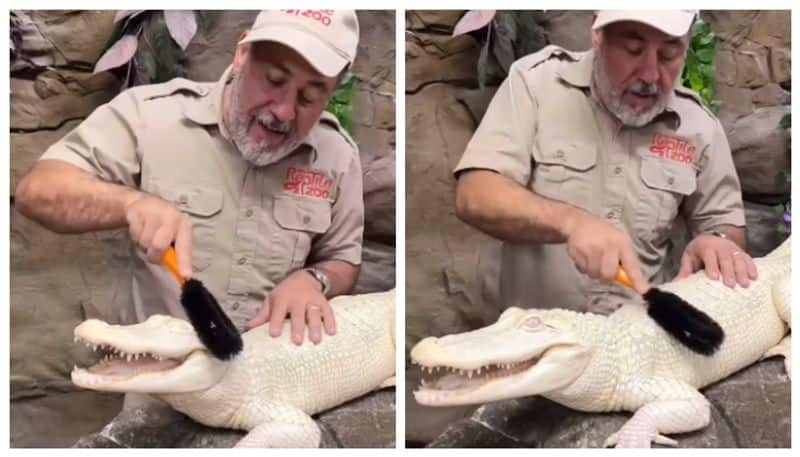 Social media took over the rare Albino Alligator spa day video