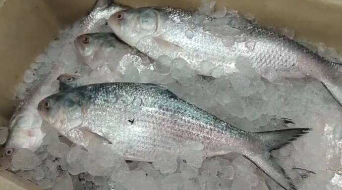 Hilsa Fish Price