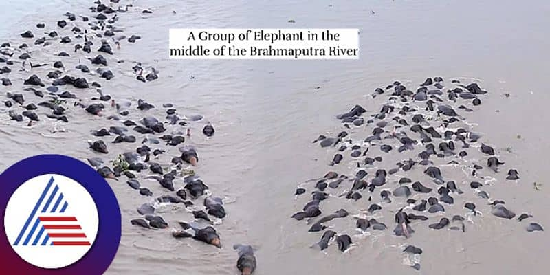 Elephants swimming to cross brahmaputra river in Assam Video Goes Viral ckm