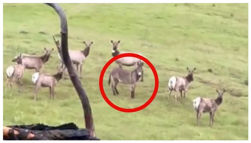 escaped pet donkey found in the forest with elk after 5 years later 